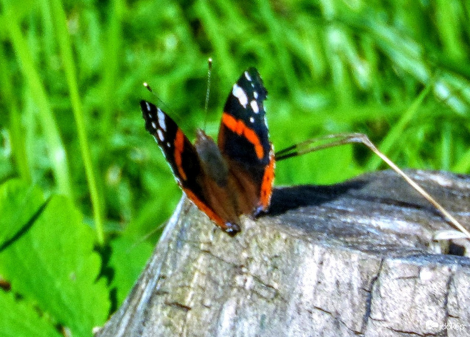 admiralis v. atalanta lepke