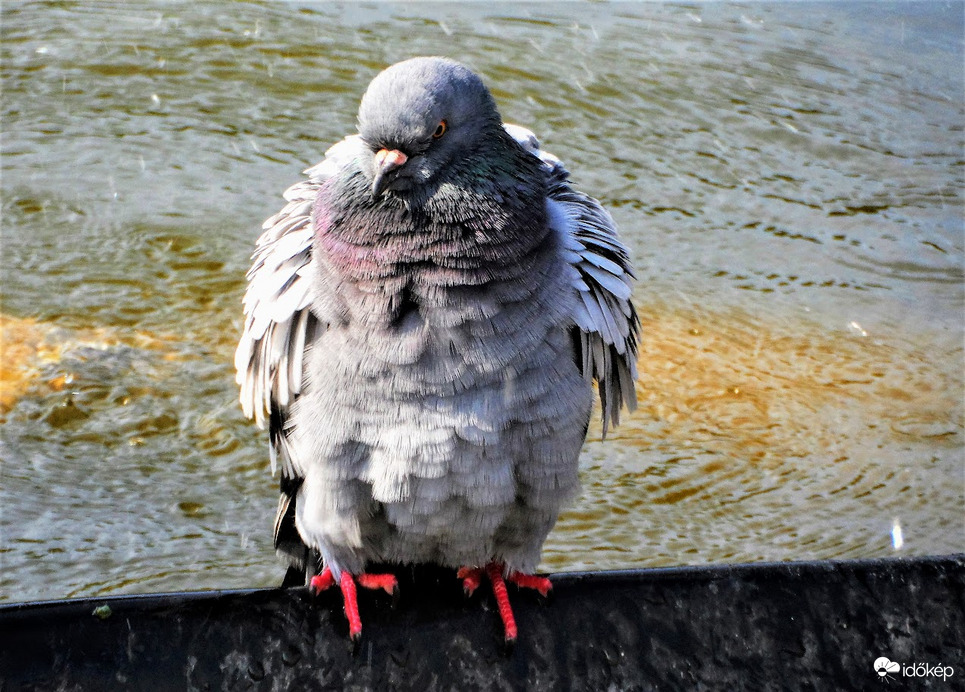 szárítkozás fürdés után 