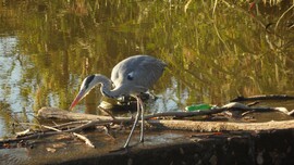 egy kis soványka gém