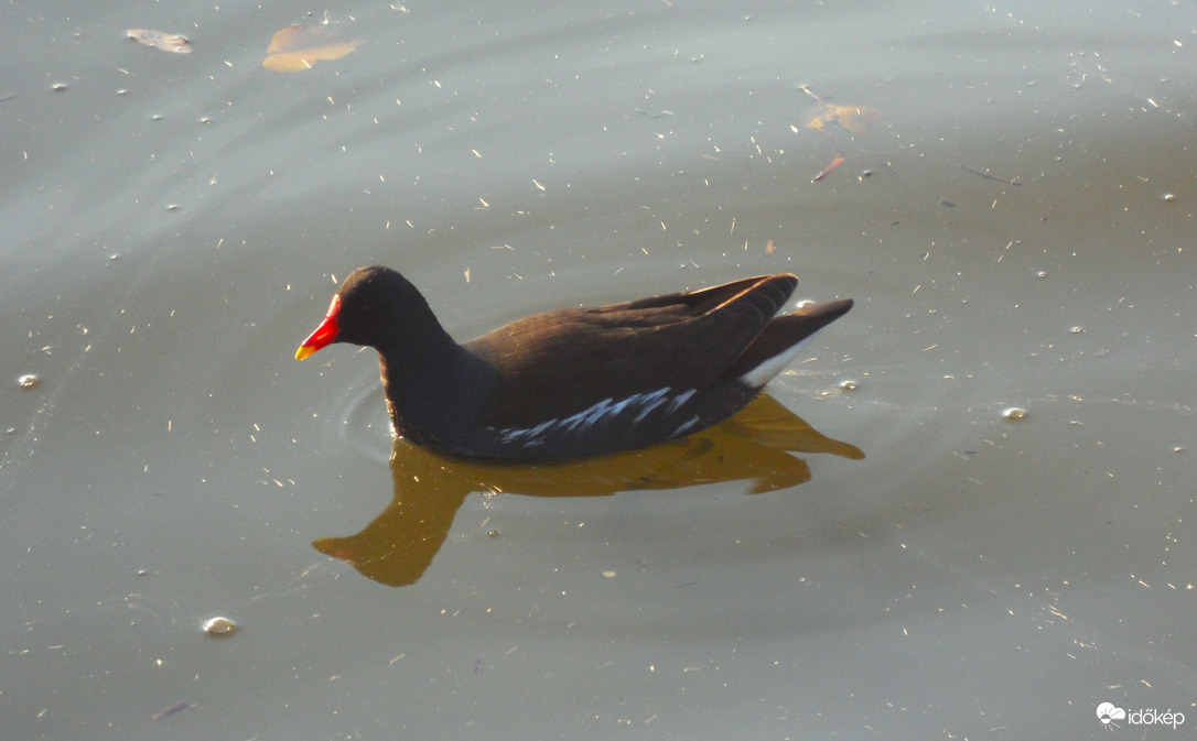 ma a Kána lakói szerepelnek