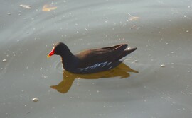 ma a Kána lakói szerepelnek