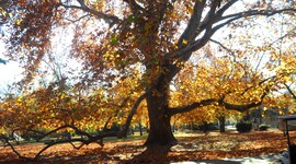 oreg tölgy Margitszigeten