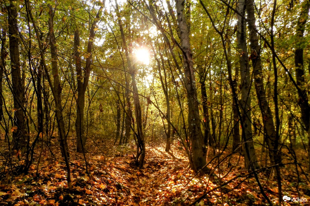 októberi erdő