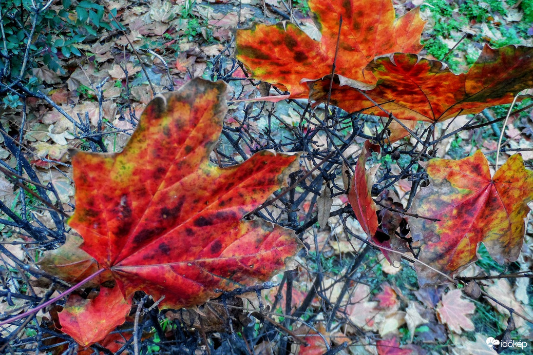 egy szürke nap színei