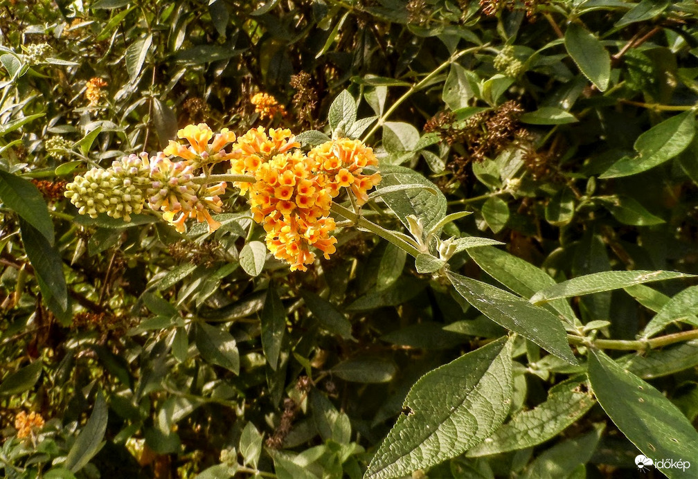 nyáriorgona sárgában