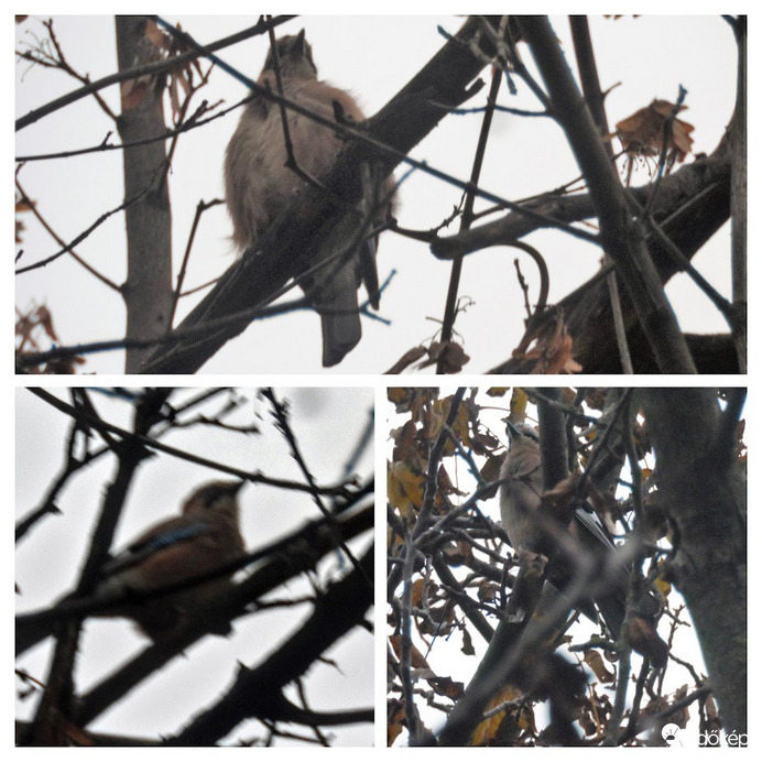 végre láthattam volna a szajkóim, ha szebb idő lett volna