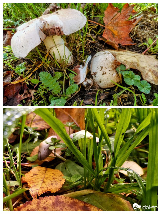 gombák úton- útfélen a városban is