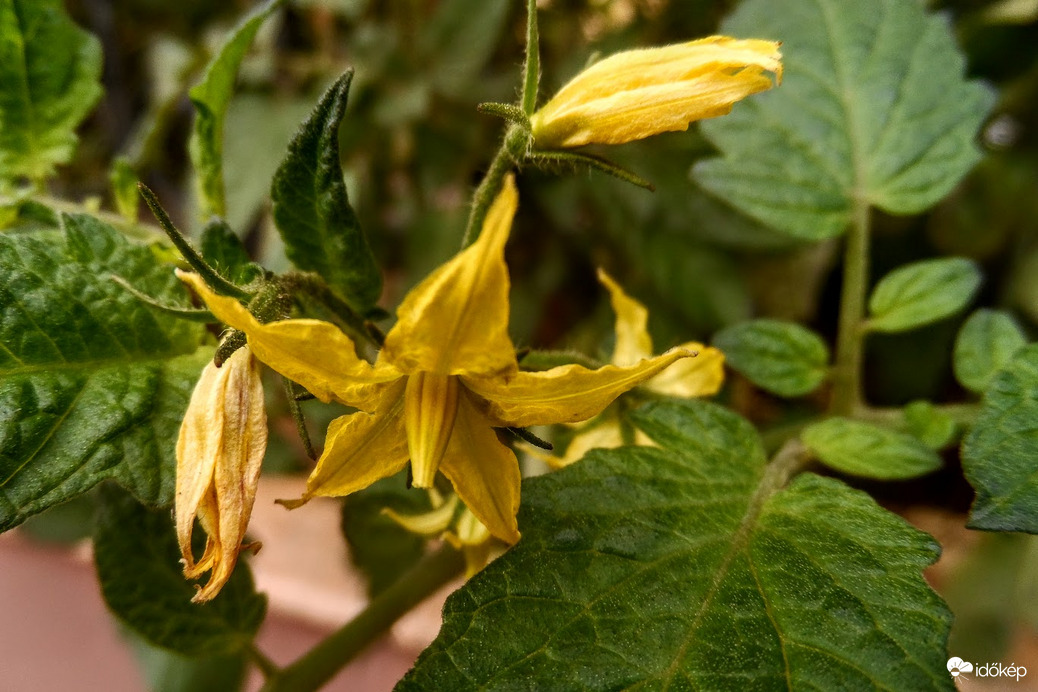 megtévedt paradicsom