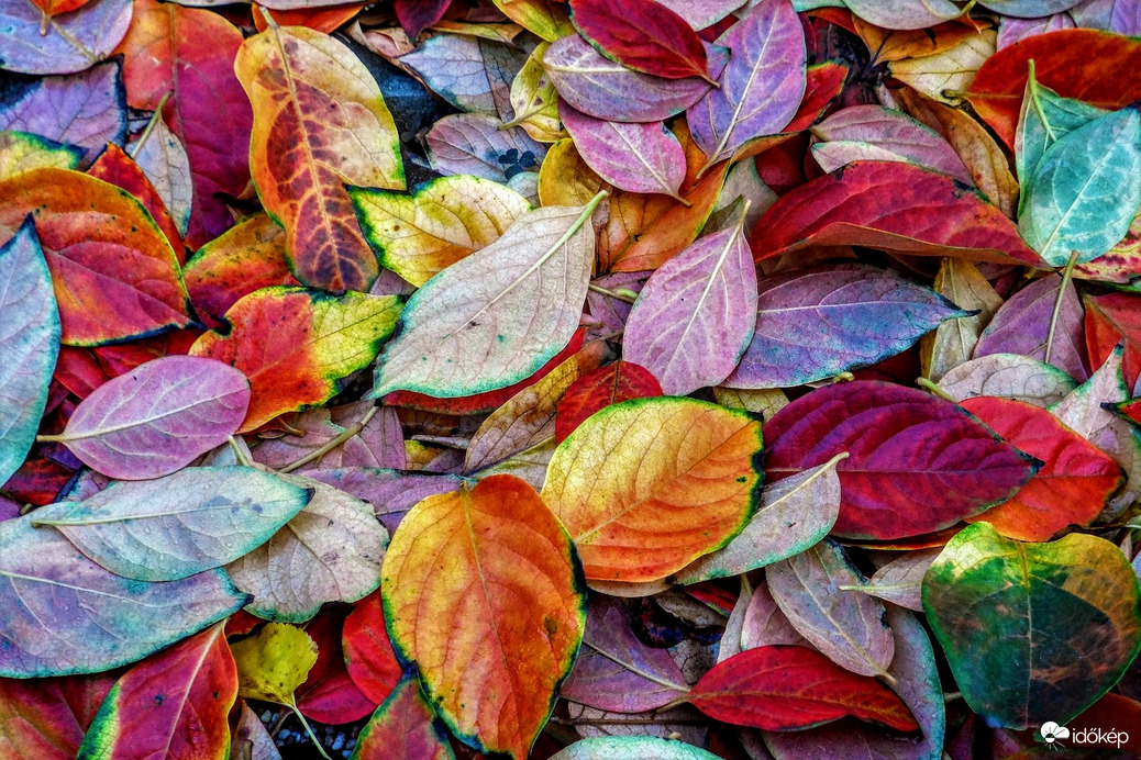 őszi színpompa