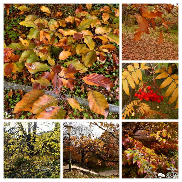 Őszi lombok