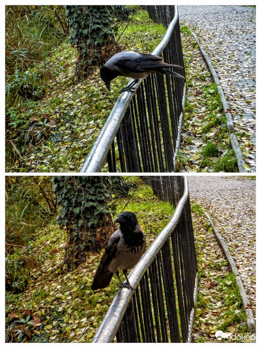 ő is régi ismerős