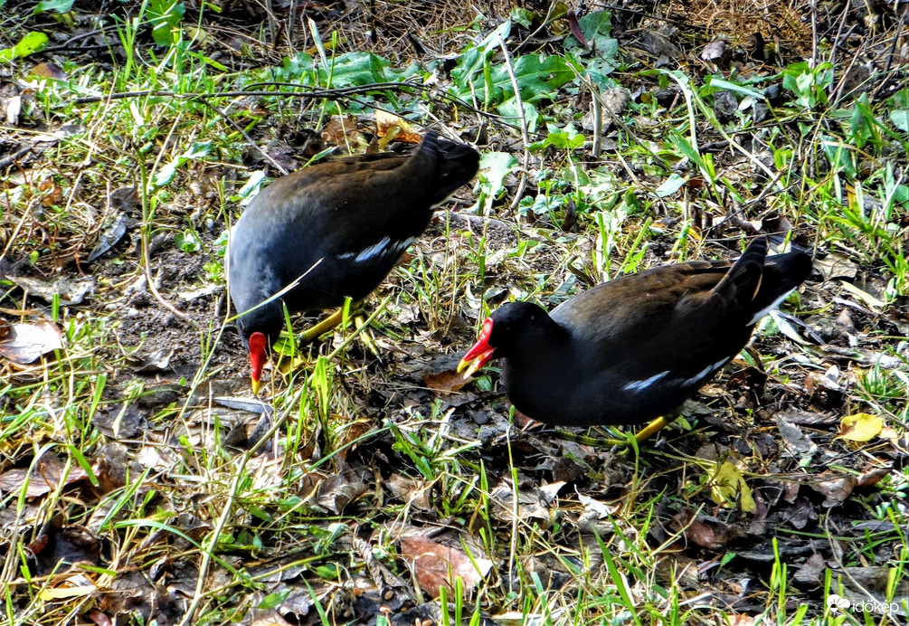 csipegető vizityúkok a tegnapi napsütésben