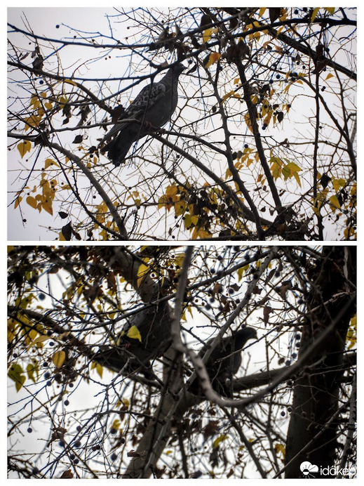 az ostorfán lakomározó galambok