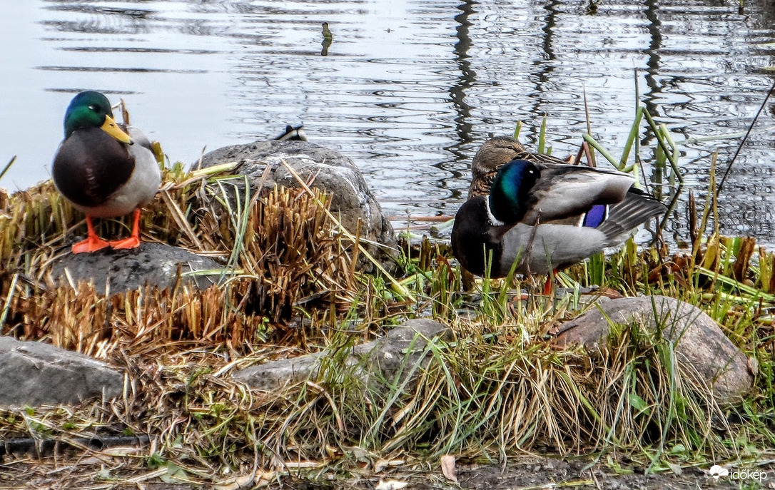 Levágták a nádat, hogy bújhatok el?