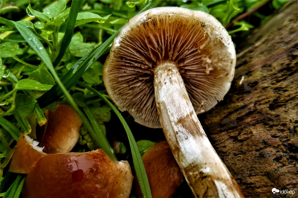 gombának kedvező nyirkos idő