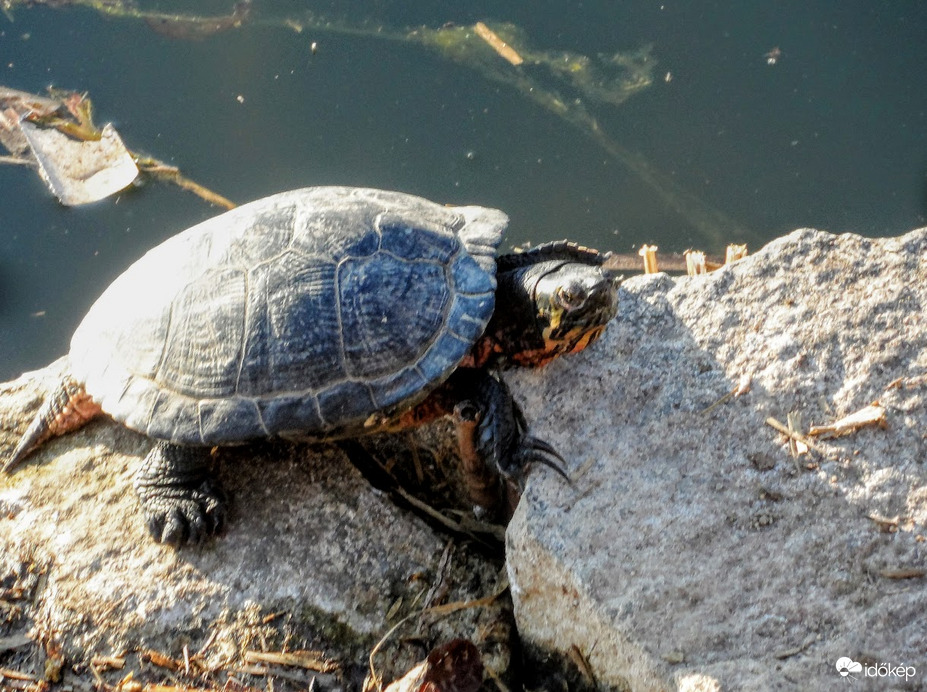 előcsalta a ragyogó napsütés
