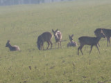 Mezőkeresztes