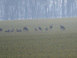 Mezőkeresztes