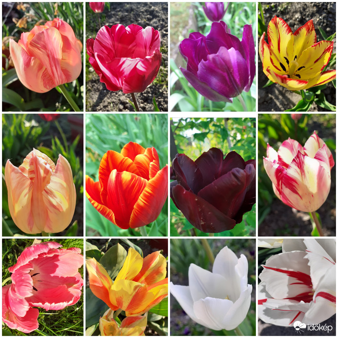 Egy csokorravaló tulipán