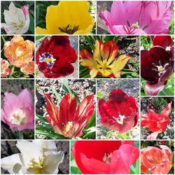 Édesanyám tulipánjai