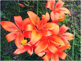 Liliom