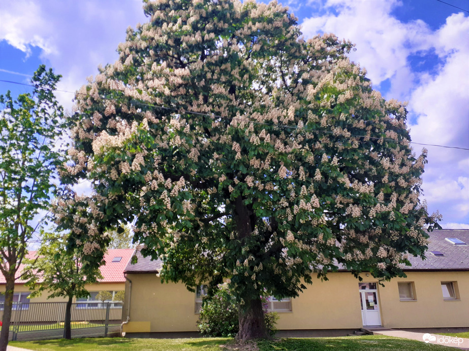Virágzó gesztenyefa