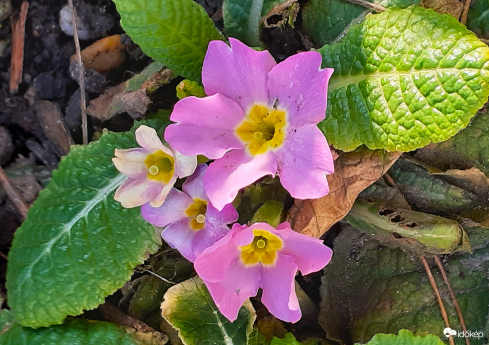 Primula virágzik a kertben