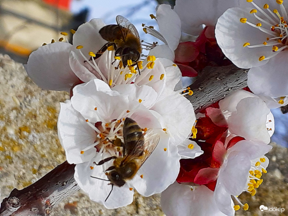 Megérkeztek a méhek