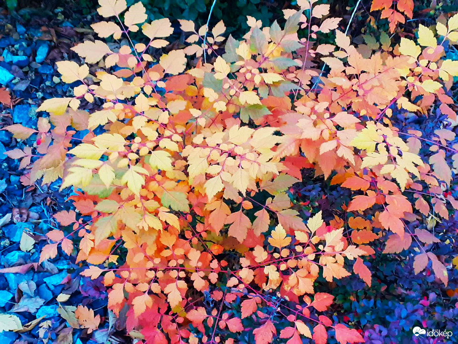 Csodás ősz