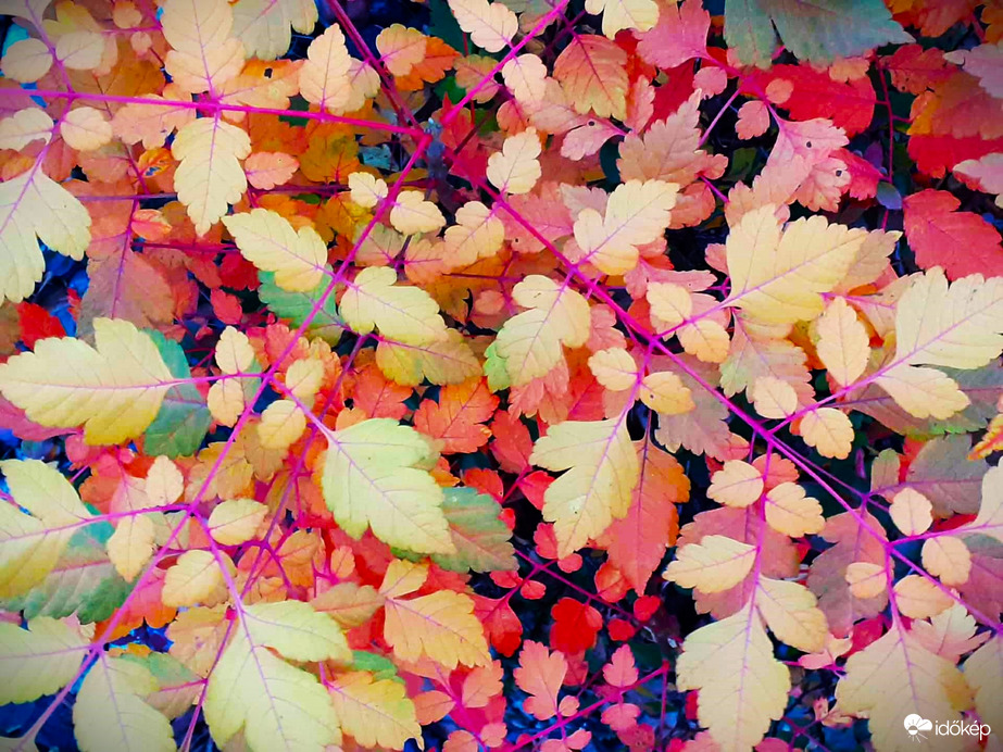 Színkavalkád ősszel