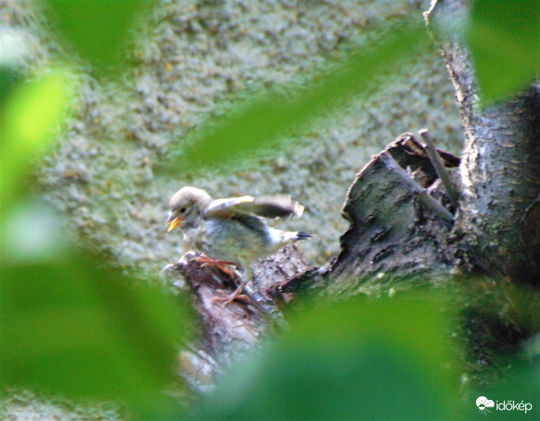 Verdesi a szárnyát, tanul repülni