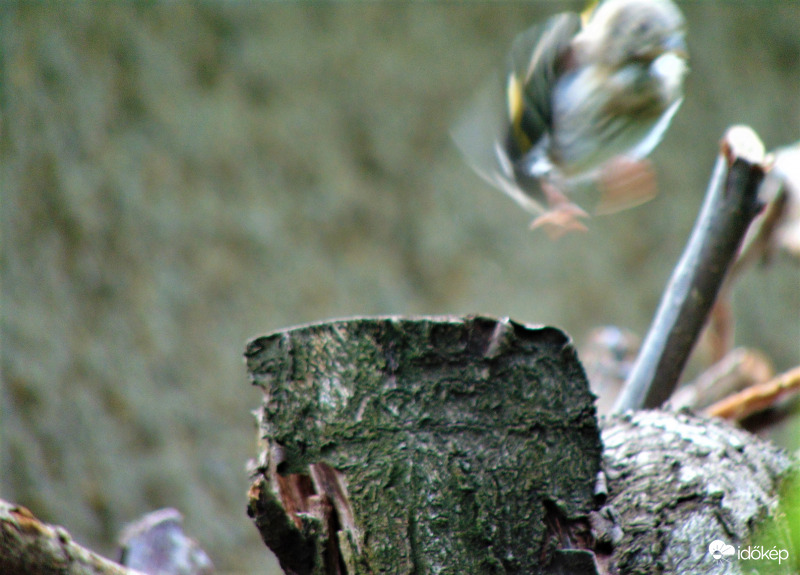 Tengelic fióka első próbálkozása
