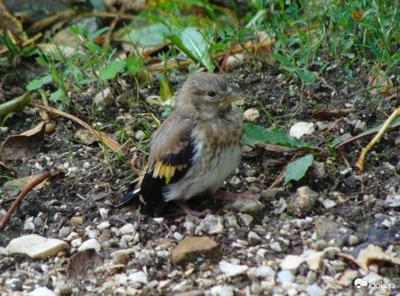 Éppen pihenés közben