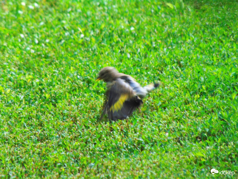 Szárnypróbálgatás