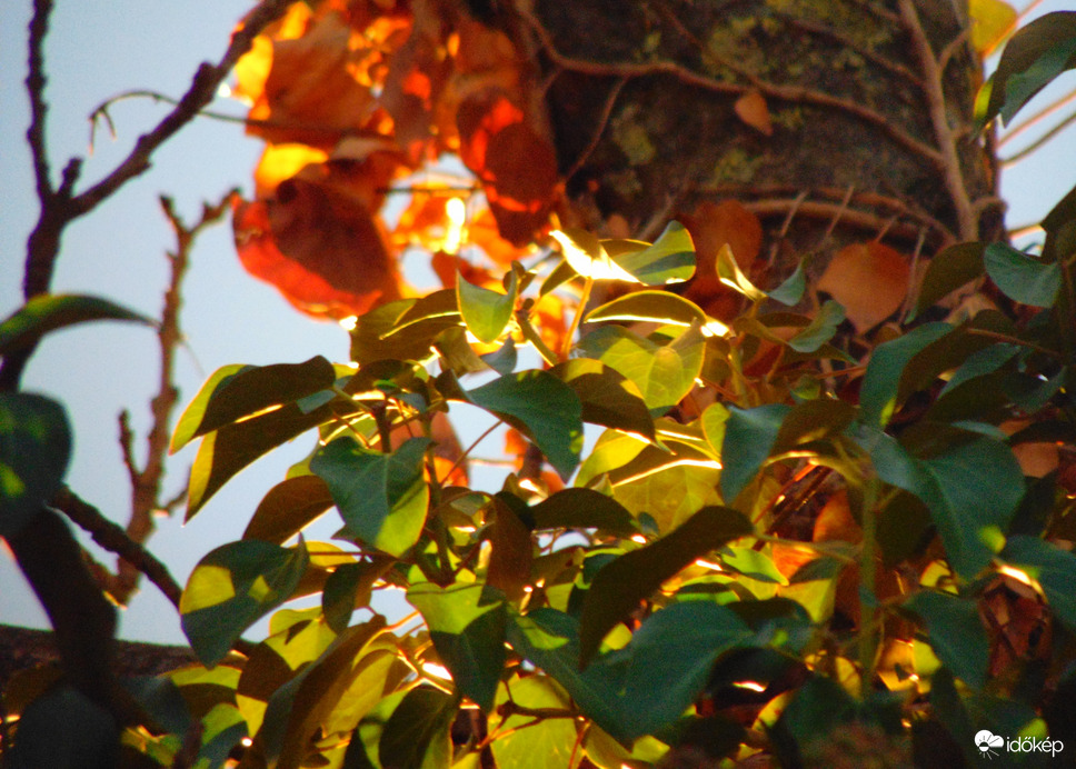 Lemenő napfény megvilágította borostyán leveleit