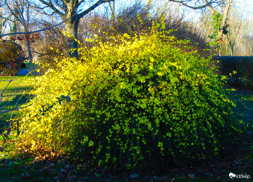 Csodaszép kínai jázmin bokor