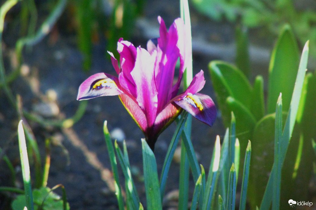 Első szál íriszem