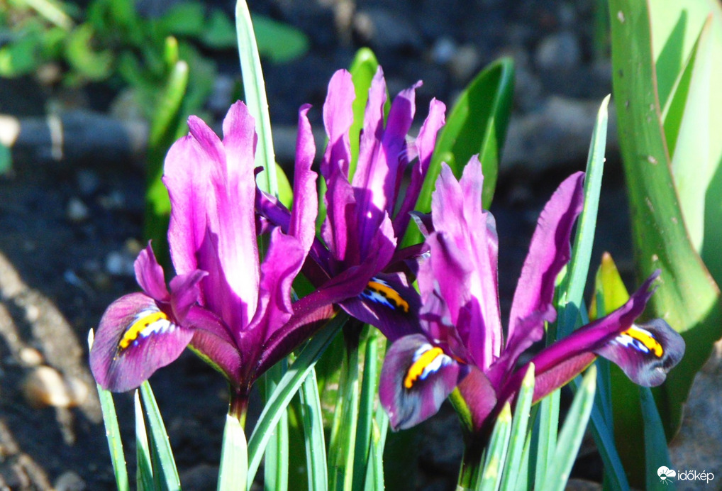 Egyre több írisz nyílik