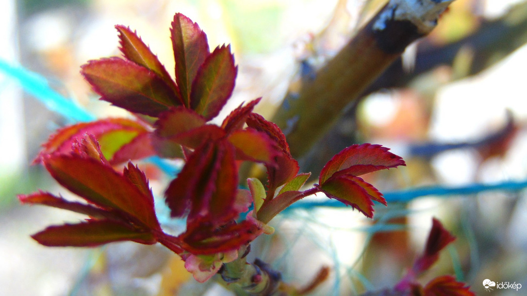 Hajtanak a rózsák is