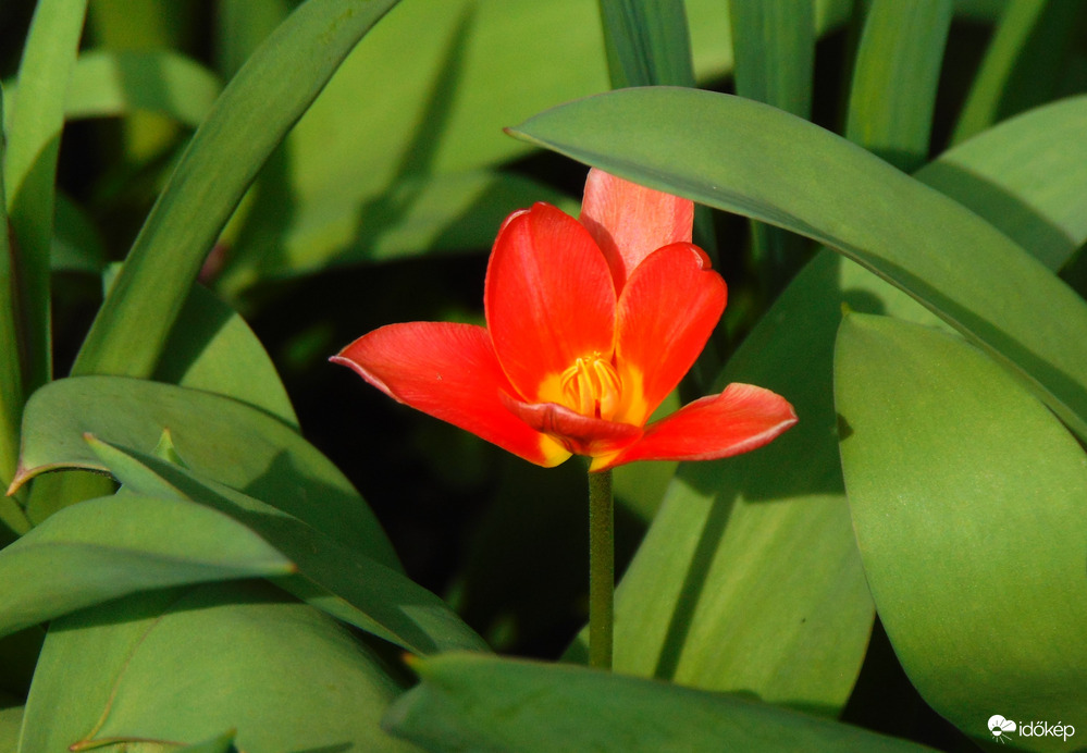 Első törpe tulipánom