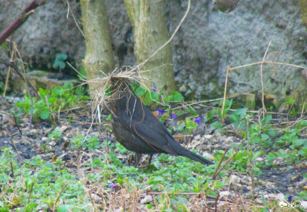 Fészekrakás jön a tavasz