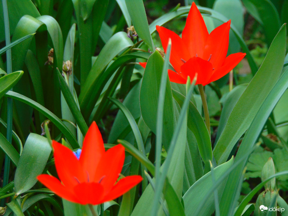 Piros tulipán