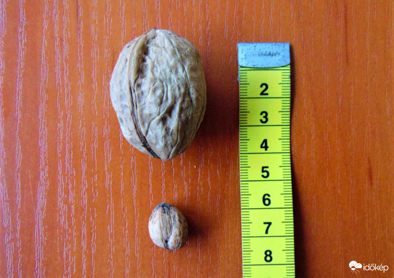 Kis dió nagy dió