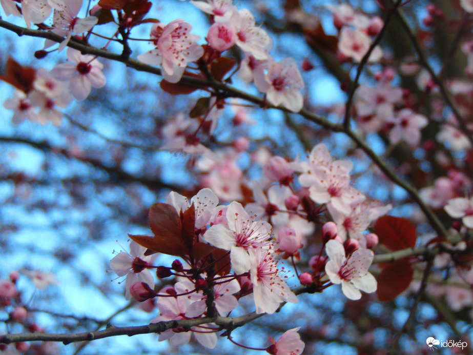 Vérszilva fa virágzik