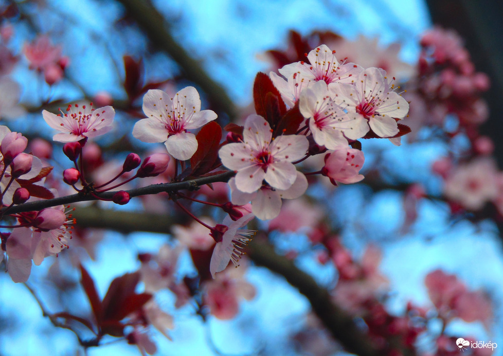 Vérszilva fa virágzik