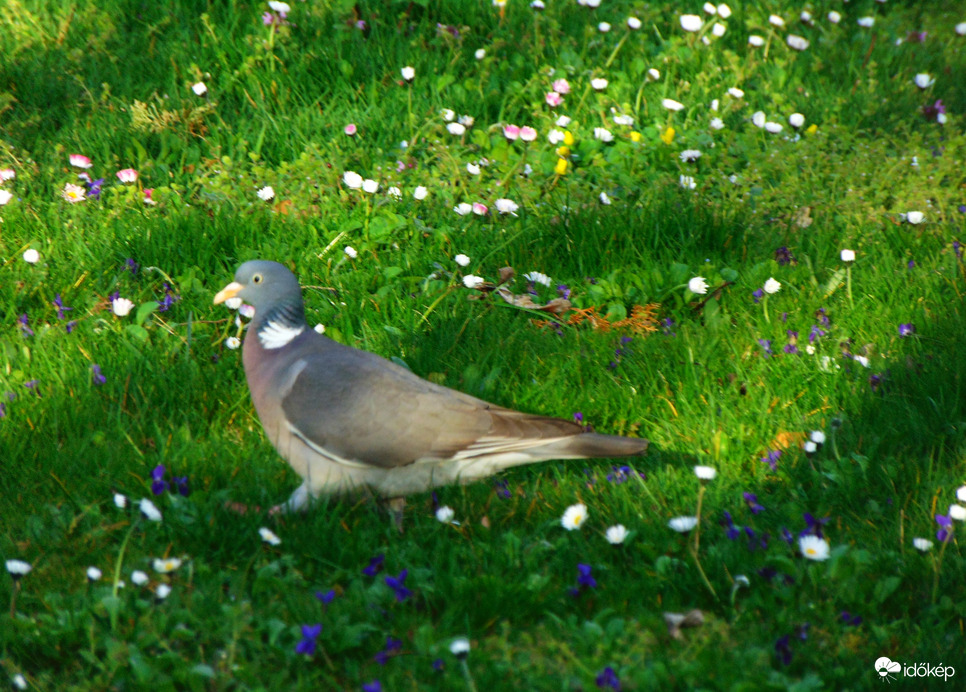 Megérkezett az örvös galamb