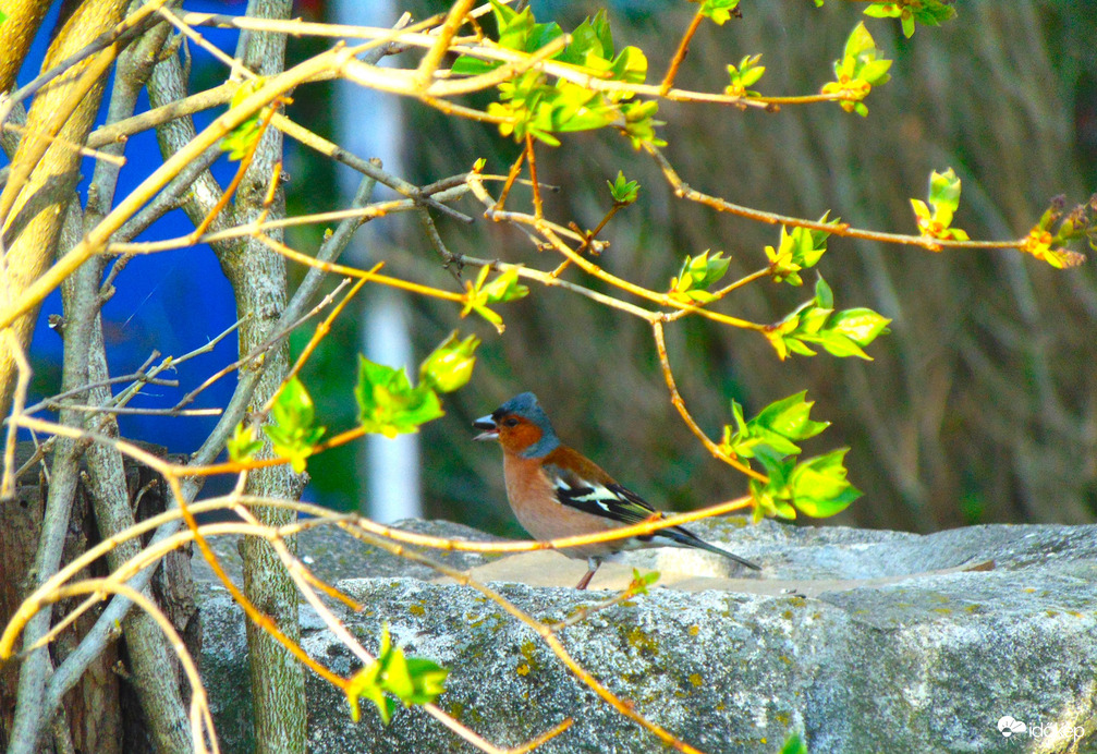 Ma érkezett az erdei pinty is