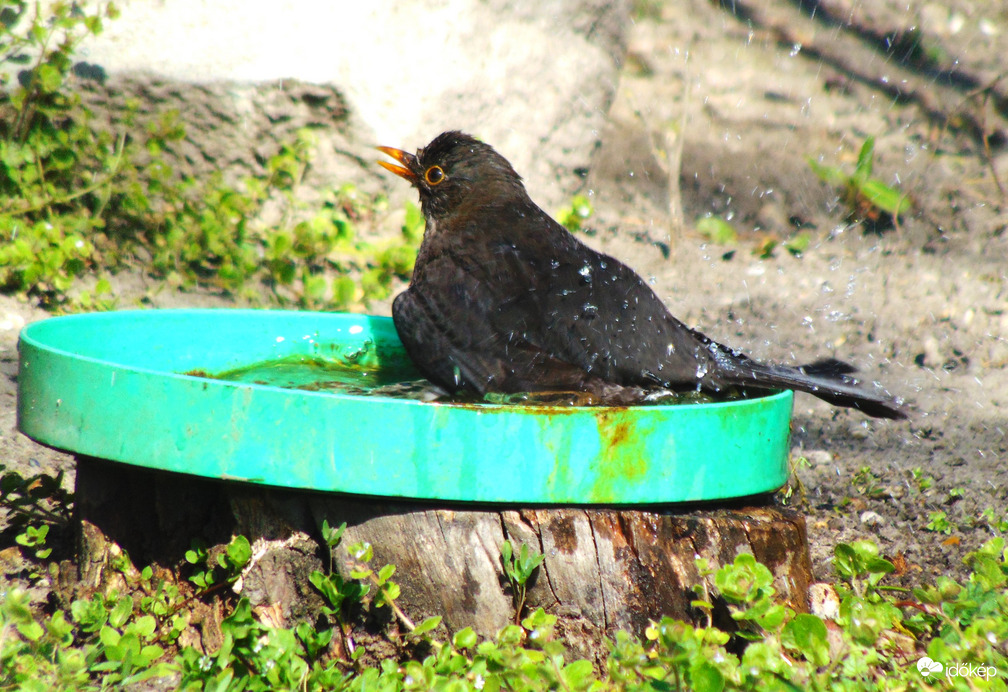 Rigó már fürdik