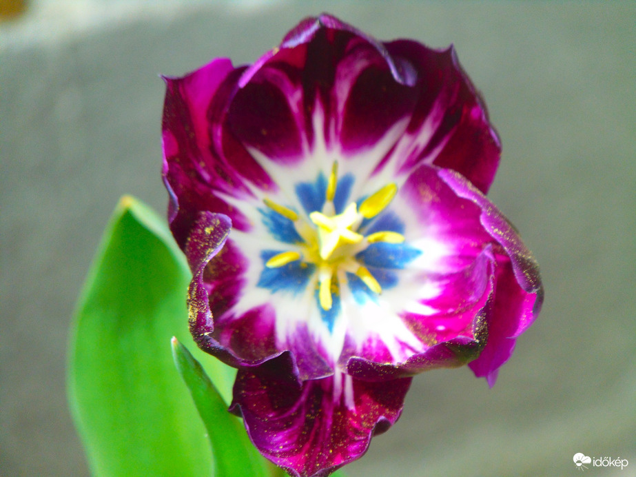 Gyönyörű a belseje