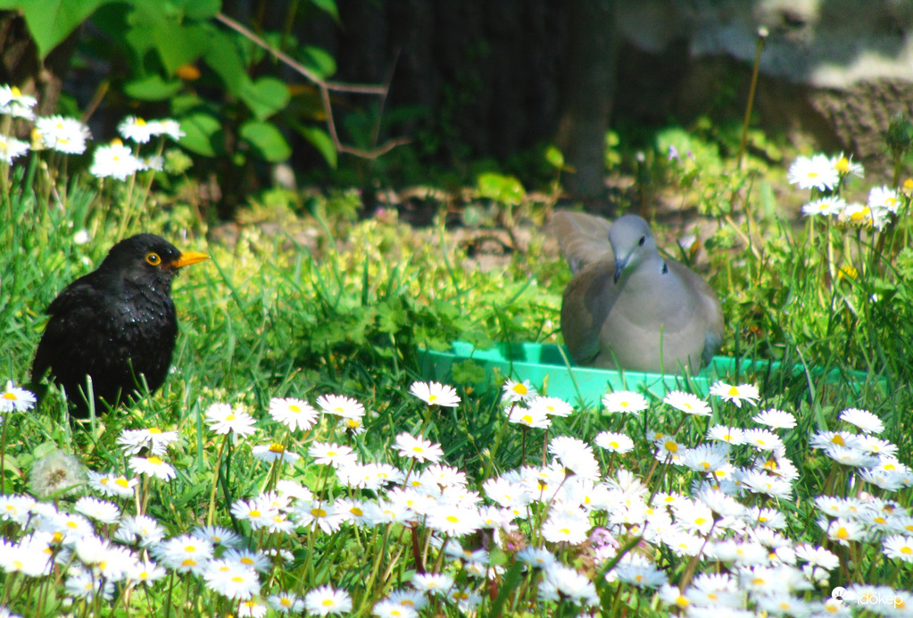 Mai fürdőzés története  1